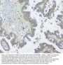 Anti-GNAQ Antibody Picoband® (monoclonal, 13H4)