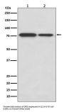 Anti-DRD1/Dopamine Receptor D1 Rabbit Monoclonal Antibody