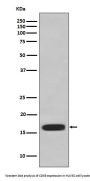 Anti-CD59 Rabbit Monoclonal Antibody