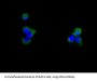 Anti-CD59 Rabbit Monoclonal Antibody