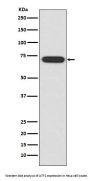 Anti-ATF2 Rabbit Monoclonal Antibody