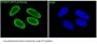 Anti-ATF2 Rabbit Monoclonal Antibody
