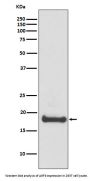 Anti-ARF6 Rabbit Monoclonal Antibody