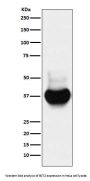 Anti-BST2 Monoclonal Antibody