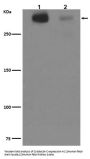Anti-Tenascin C TNC Rabbit Monoclonal Antibody