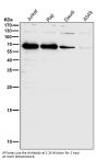 Anti-SHP1 PTPN6 Rabbit Monoclonal Antibody