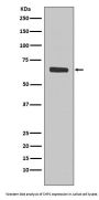 Anti-SHP1 PTPN6 Rabbit Monoclonal Antibody