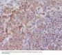 Anti-SHP1 PTPN6 Rabbit Monoclonal Antibody