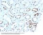 Anti-PAX8 (Renal Cell Marker) Monoclonal Antibody