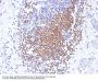 Anti-PAX8 (Renal Cell Marker) Monoclonal Antibody