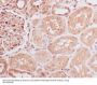 Anti-Id1 Rabbit Monoclonal Antibody