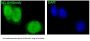Anti-Id1 Rabbit Monoclonal Antibody