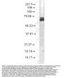 Anti-HSP70 Monoclonal Antibody