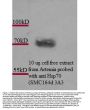 Anti-HSP70 Monoclonal Antibody