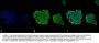 Anti-HSP70 Monoclonal Antibody