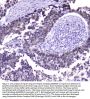 Anti-Hsp70 HSPA1A Antibody Picoband® (monoclonal, 3H5)