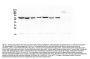 Anti-Hsp70 HSPA1A Antibody Picoband® (monoclonal, 3H5)