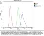 Anti-Hsp70 HSPA1A Antibody Picoband® (monoclonal, 3H5)