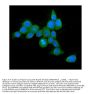 Anti-Hsp70 HSPA1A Antibody Picoband® (monoclonal, 3H5)
