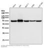 Anti-Hsp70 HSPA1A Rabbit Monoclonal Antibody