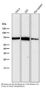 Anti-Hsp70 HSPA1A Rabbit Monoclonal Antibody