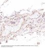 Anti-Hsp70 HSPA1A Rabbit Monoclonal Antibody
