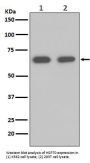 Anti-Hsp70 HSPA1A Rabbit Monoclonal Antibody