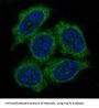 Anti-Hsp70 HSPA1A Rabbit Monoclonal Antibody