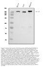 Anti-IGF2R Antibody Picoband® (monoclonal, 4I11)