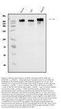 Anti-IGF2R Antibody Picoband® (monoclonal, 6G2)