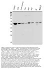 Anti-Optineurin/OPTN Antibody Picoband® (monoclonal, 3D8)