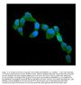 Anti-Cystatin C/CST3 Antibody Picoband® (monoclonal, 4H8)