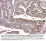 Anti-Cystatin C/CST3 Antibody Picoband® (monoclonal, 4H8)