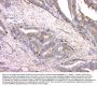 Anti-Cystatin C/CST3 Antibody Picoband® (monoclonal, 4H8)