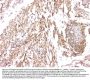 Anti-Cystatin C/CST3 Antibody Picoband® (monoclonal, 4H8)
