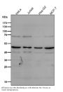 Anti-MyoD1/Myod Rabbit Monoclonal Antibody