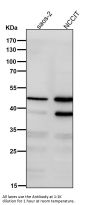 Anti-MyoD1/Myod Rabbit Monoclonal Antibody