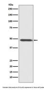 Anti-MyoD1/Myod Rabbit Monoclonal Antibody