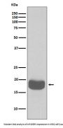 Anti-eIF4EBP1/4Ebp1 Rabbit Monoclonal Antibody