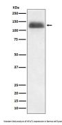 Anti-NFAT1 NFATC2 Rabbit Monoclonal Antibody
