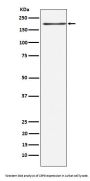 Anti-LRP6 Rabbit Monoclonal Antibody