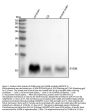 Anti-S100B/S100 Beta Rabbit Monoclonal Antibody