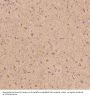 Anti-S100B/S100 Beta Rabbit Monoclonal Antibody
