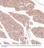 Anti-S100B/S100 Beta Rabbit Monoclonal Antibody