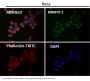 Anti-S100B/S100 Beta Rabbit Monoclonal Antibody