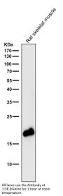 Anti-Caveolin-3 CAV3 Rabbit Monoclonal Antibody