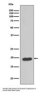 Anti-Caveolin-3 CAV3 Rabbit Monoclonal Antibody