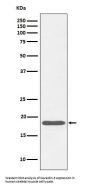 Anti-Caveolin-3 Rabbit Monoclonal Antibody