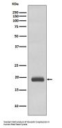 Anti-Caveolin-3 CAV3 Rabbit Monoclonal Antibody
