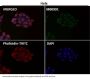 Anti-Syndecan 1 SDC1 Rabbit Monoclonal Antibody